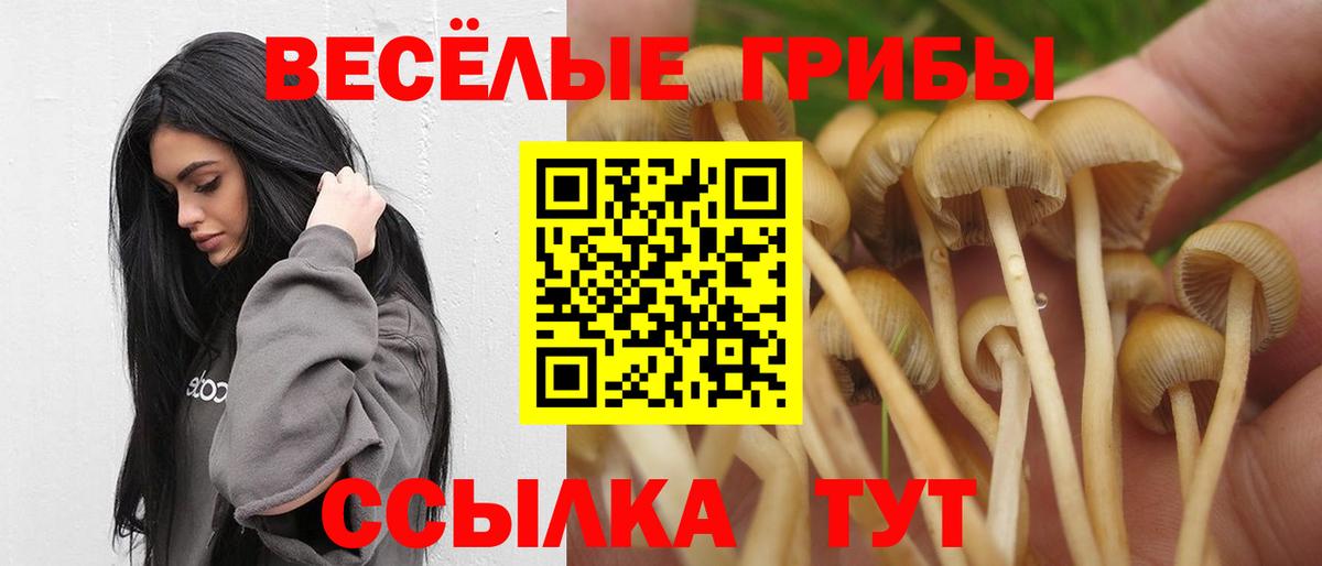 Галлюциногенные грибы Psilocybe Вичуга
